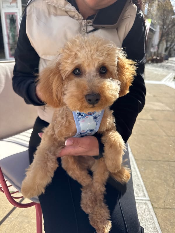 Person holds poodle in cartoon harness in Blagoevgrad