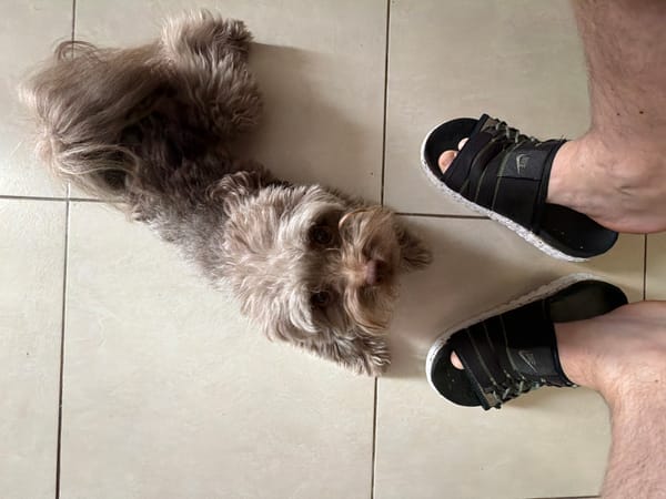 Fluffy mop-top dog on a tiled floor in Khimki