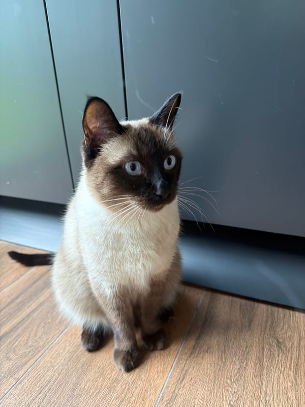 Cats and construction activity observed in Steklyannyi, Russia