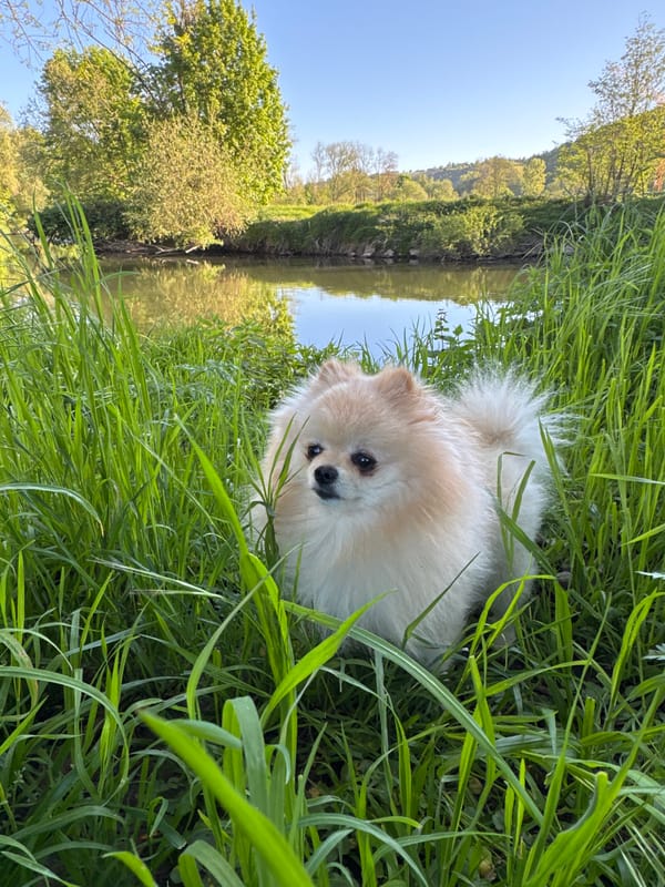 Pomeranian dog spotted near Enz river in German town