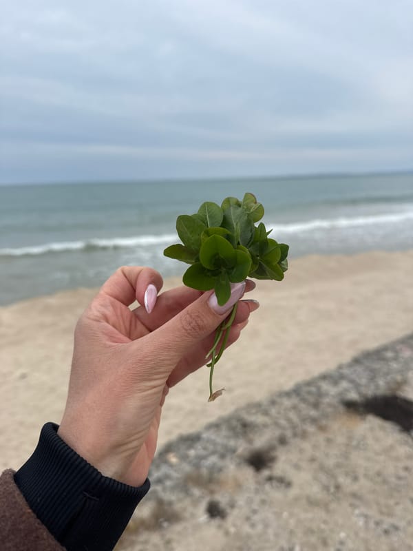 Person forages four-leaf clovers on Bulgarian beach promenade