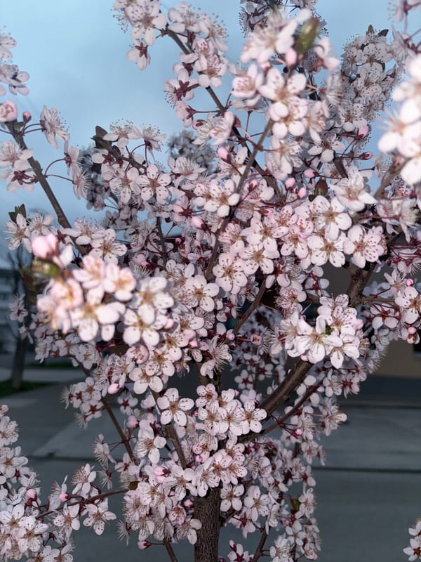 Spring blossoms bloom in Simferopol as witnesses document flowering trees