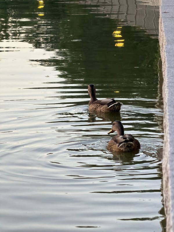 Sunset hour at Retiro Park's lake, Madrid