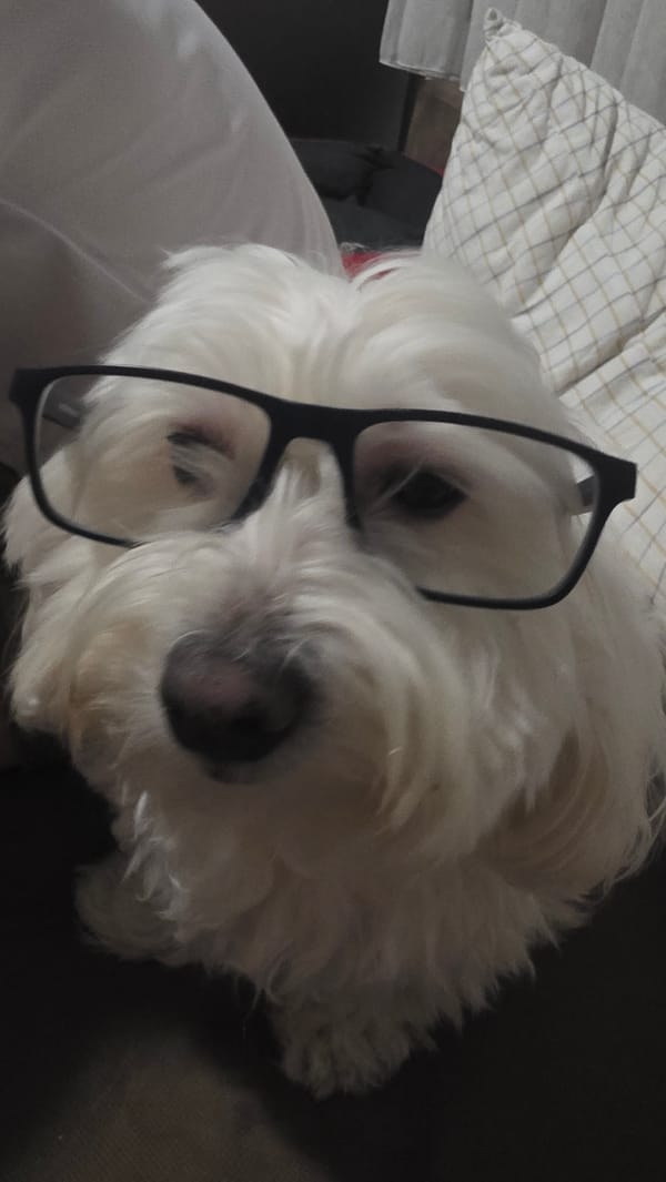 Dog wearing glasses lounges on couch in Bulgarian home