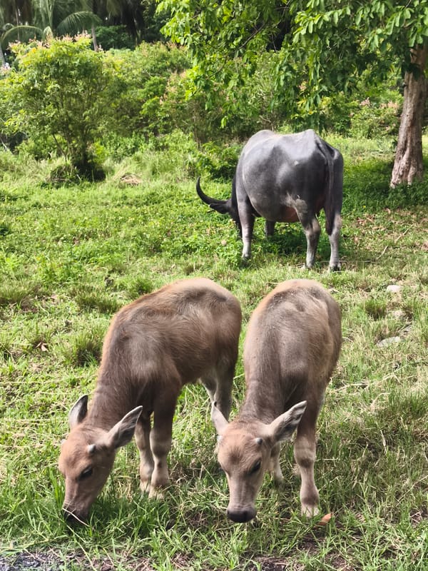 Adult and two young water buffalo graze in a green field