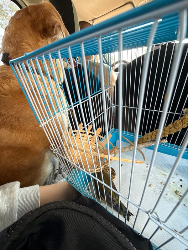 Dog travels with birdcage in vehicle in Zagreb