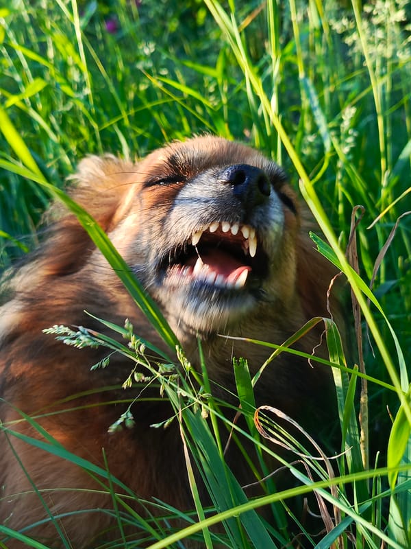 Nature walk documented in Chaikovsky: fox, flowers, dog spotted