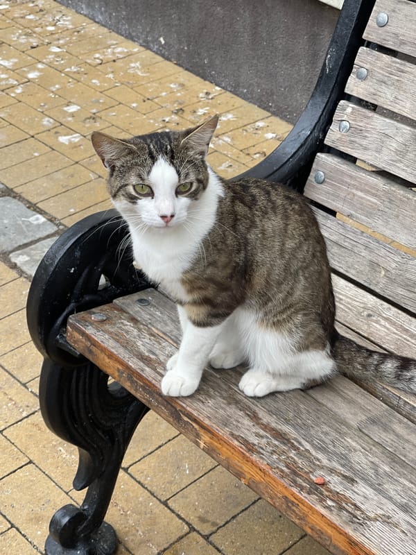 Zelenogradsk's cat café neighborhood on a summer afternoon