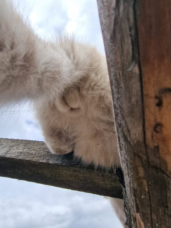 Cat spotted resting on wooden structures in Bulgarian village