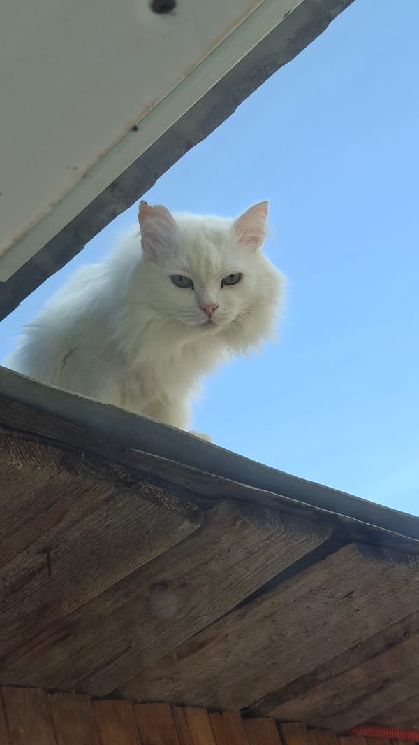 Morning moments with cat and resident in Russian village