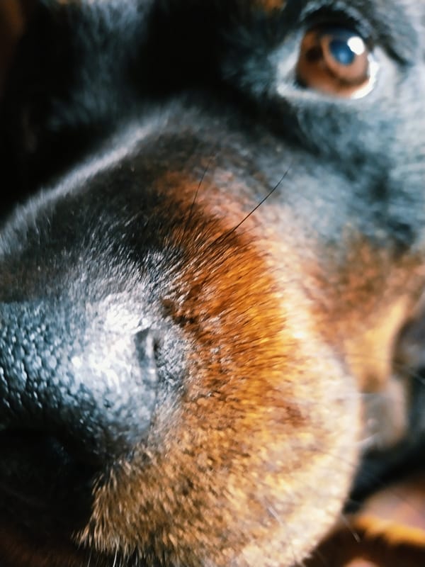 Rottweiler roams a Ukrainian neighborhood on a summer afternoon
