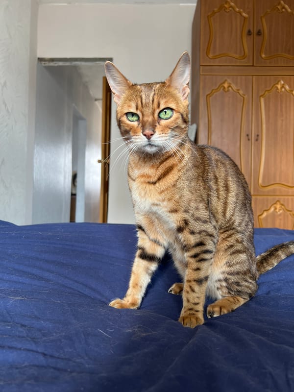 Domestic cats photographed in Moscow homes Sunday morning