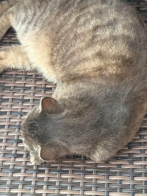 Tabby cat napping on a wicker chair in Prosena, Bulgaria