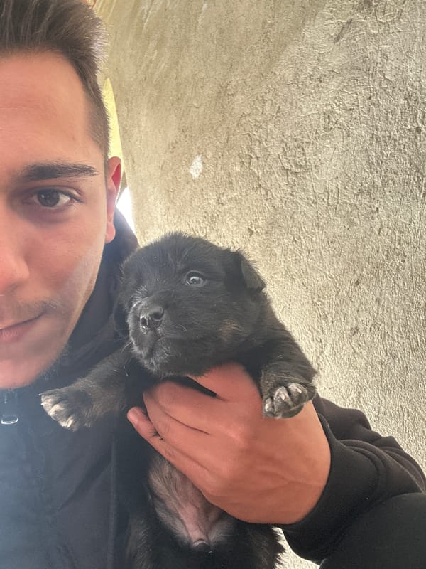 Person handles young puppies in rural Bulgarian setting