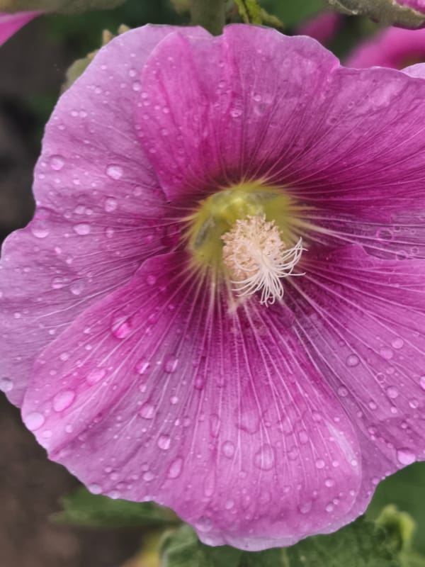 Wet summer flowers in close-up, Asan-si after rain