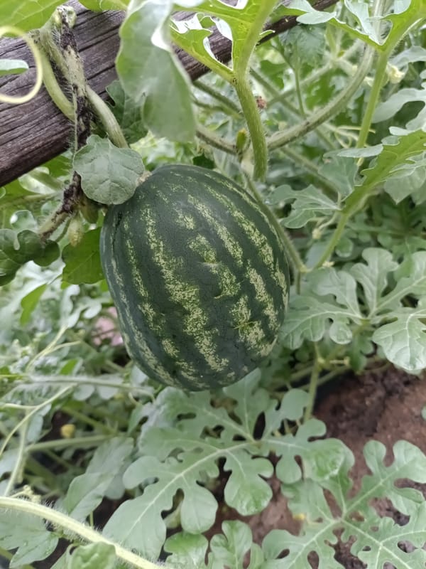 Garden in bloom: flowers and fruit in Petropavl