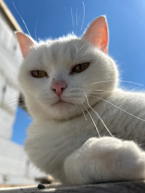 White cat steals the show on a sunny Chaikovsky morning