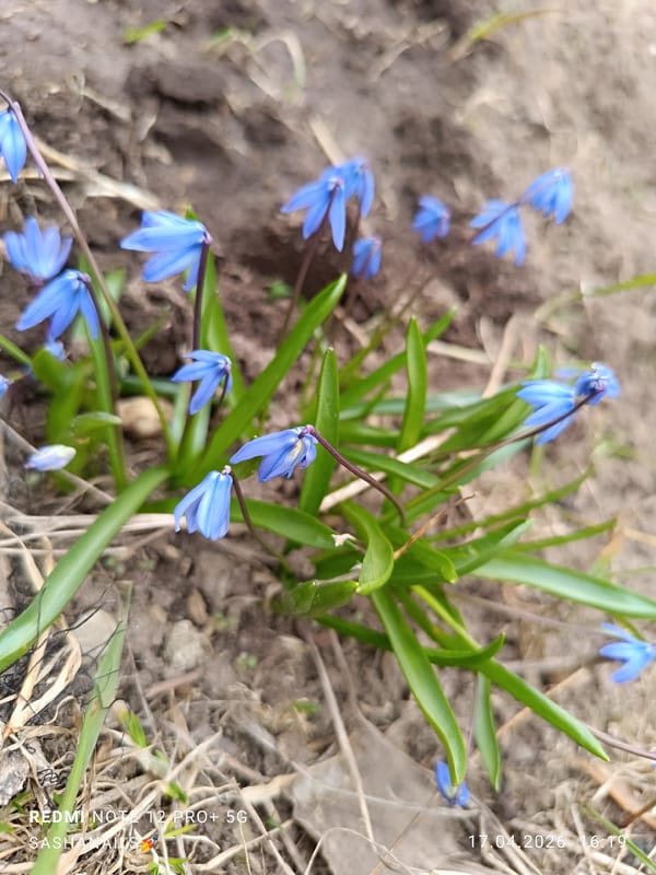 Spring day documented in Chaikovsky: welding, flowers, selfies