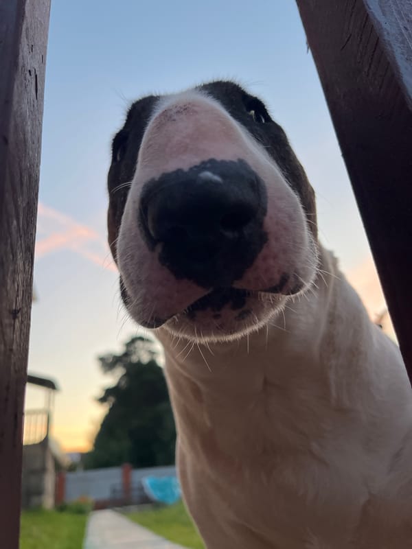 Lazy summer evening at a Chaikovsky backyard with pets and friends