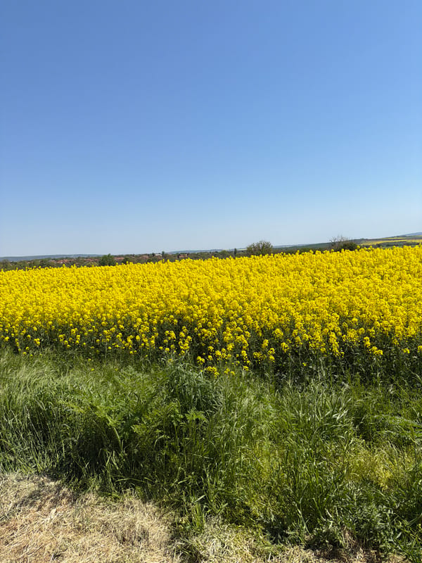 Rapeseed field blooms under clear skies in Lovech, Bulgaria