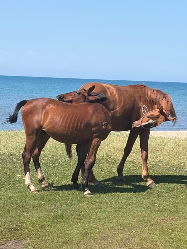 Horses and visitors at a scenic coastal grassland
