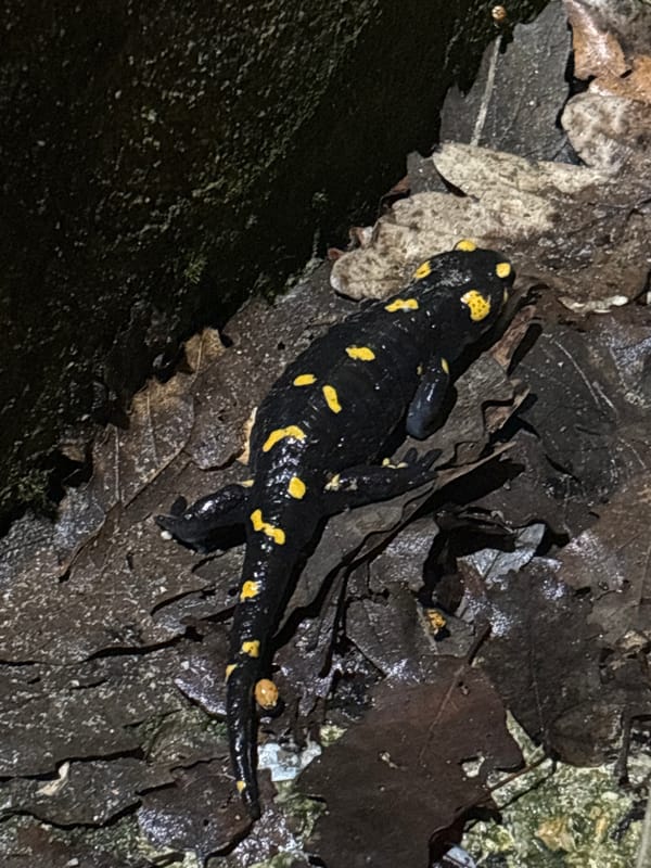 Fire salamander spotted in Gabrovo, Bulgaria