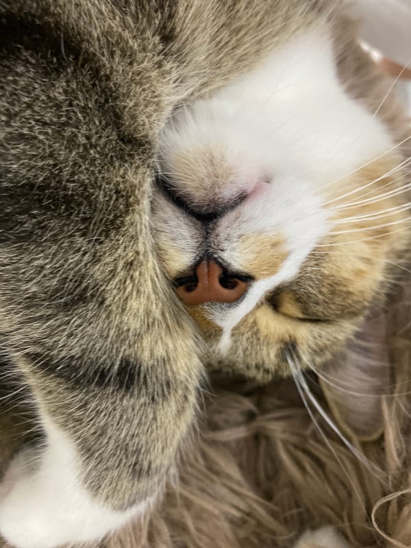 Tabby cat naps with paw over face in Novokuybyshevsk