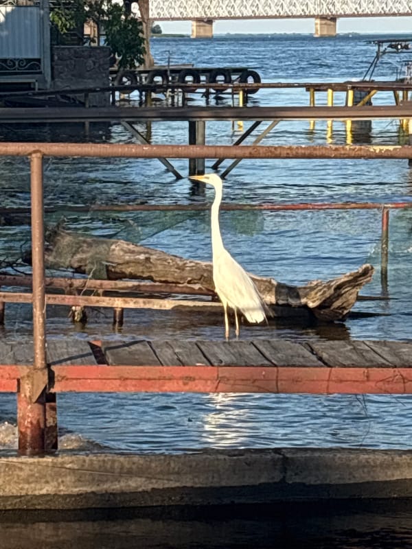 Great egret lingers around a waterside dock in Cherkasy