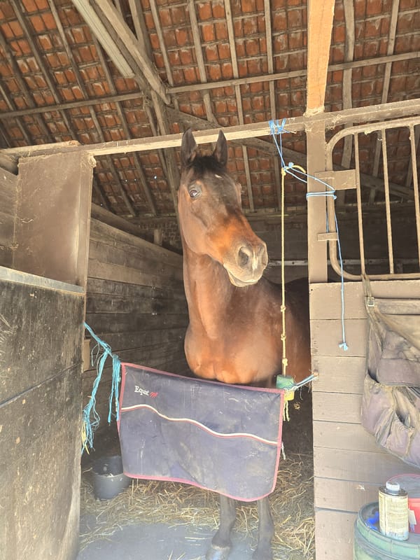 Horse spotted in rustic stable in Estaimpuis, Belgium