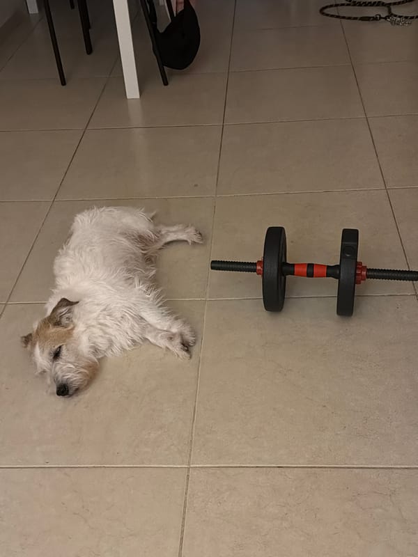 Casual indoor moment with dog captured in Tel Aviv
