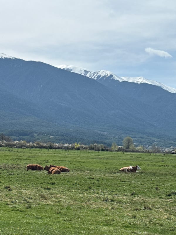 Cow grazes in mountain pasture near Bansko, Bulgaria