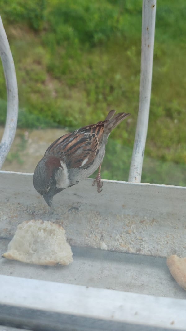 House sparrows feeding on bread scraps at a windowsill