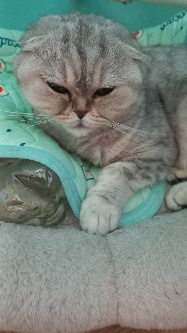 Quiet domestic moments with sleeping cats documented in Kremenchuk