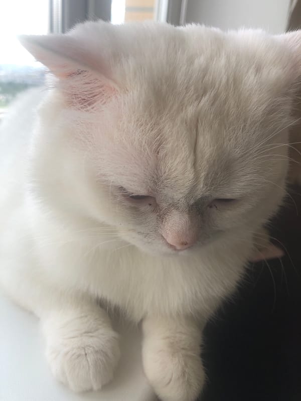 Cats on windowsills and blankets, a quiet morning in.