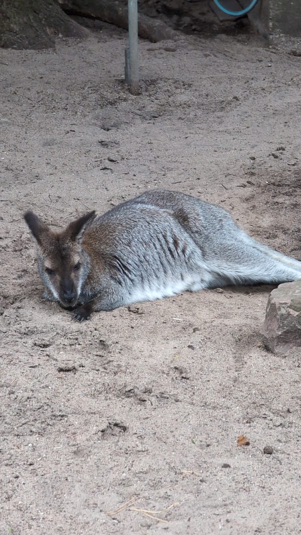 Afternoon walk through Viernheim Wildlife Park, animals and all