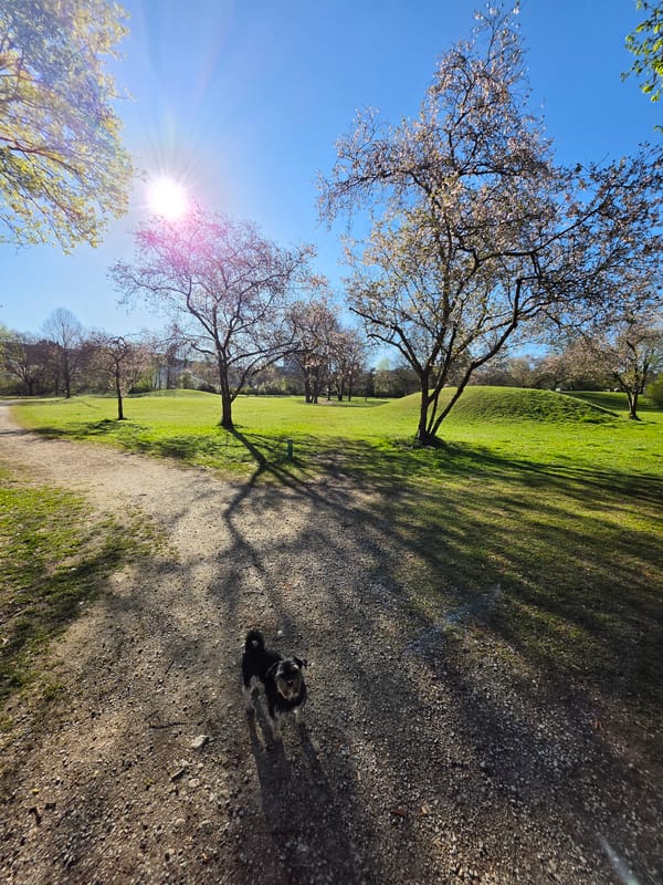 Dog enjoys morning walk in sunlit Munich park