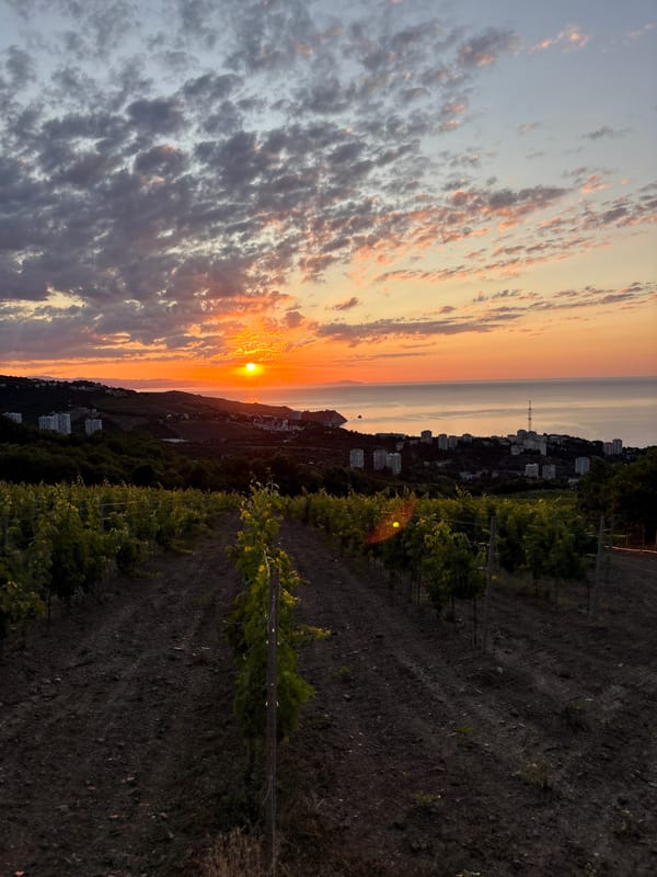Black Sea sunset behind Crimean vineyards near Lavrovoe