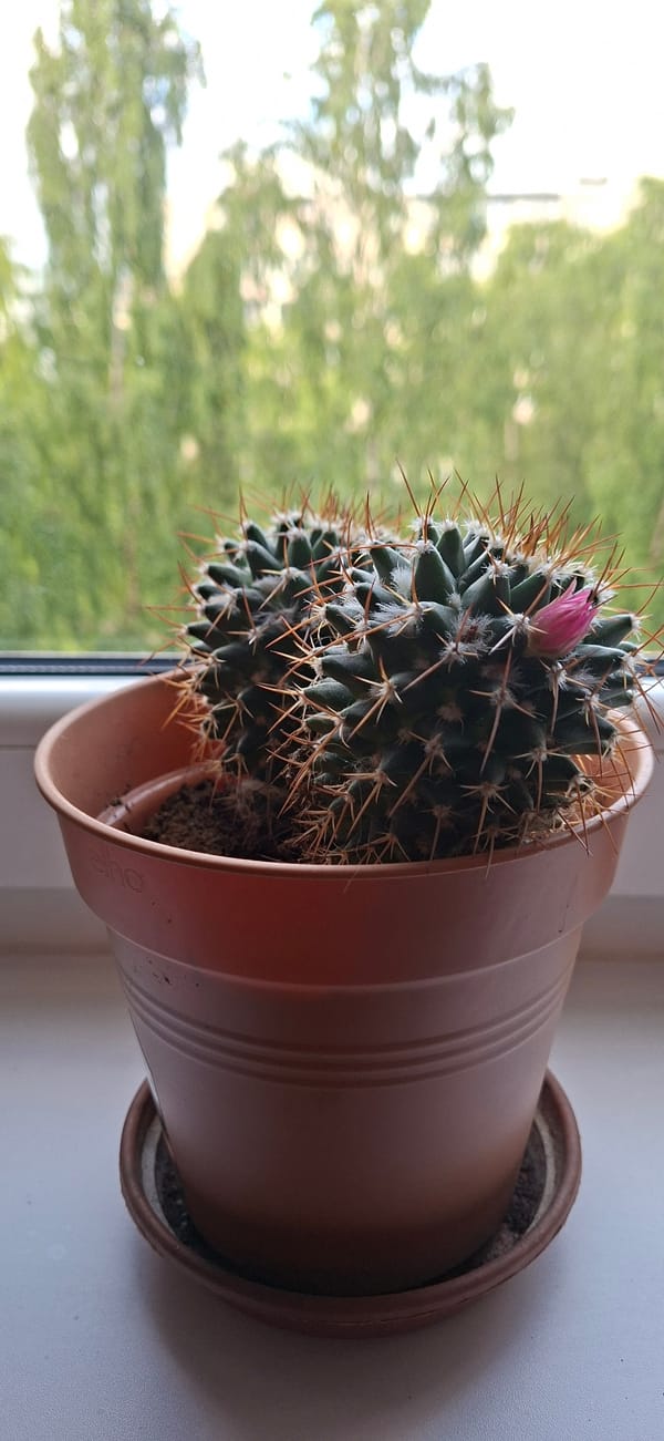 Cozy Tallinn afternoon: a Yorkie, houseplants, art, and home cooking