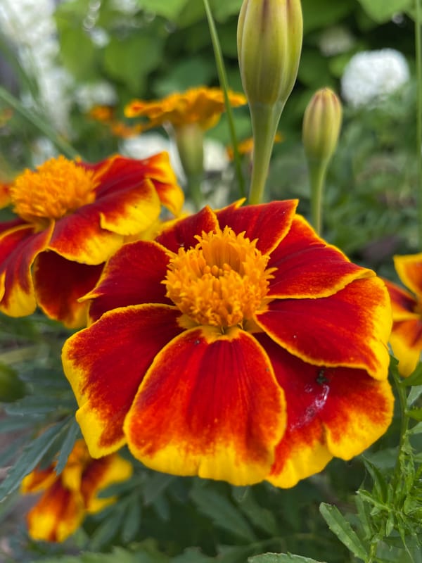 Summer garden in full bloom, Kumyony, Russia
