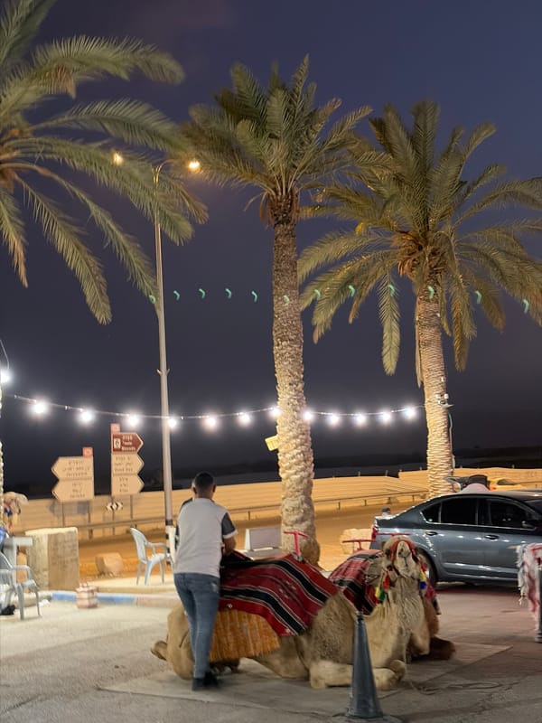 Palm trees observed in Megilot Yam HaMelakh public space