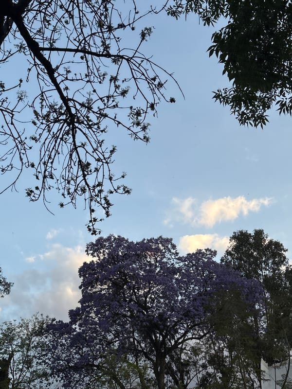 Purple flowering trees frame blue sky in Mexico City