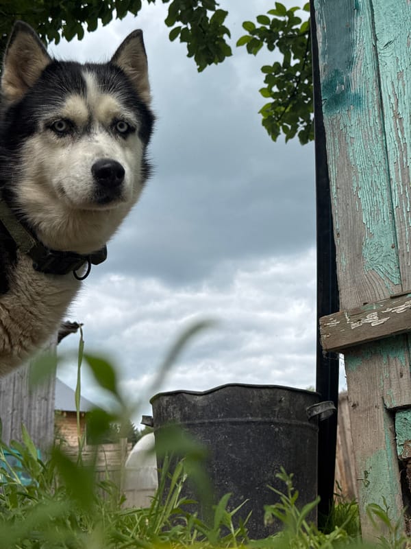 Husky dog photographed in multiple poses in Rusalevka, Russia