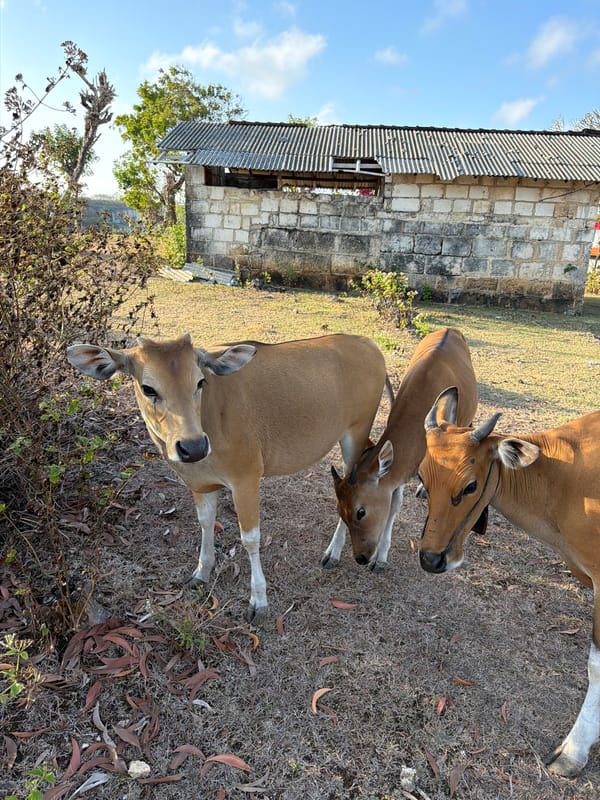 Animals and street life in a quiet Indonesian village setting