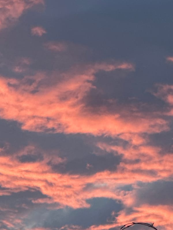 Sunset skies, backyard cats, and quiet nature close-ups