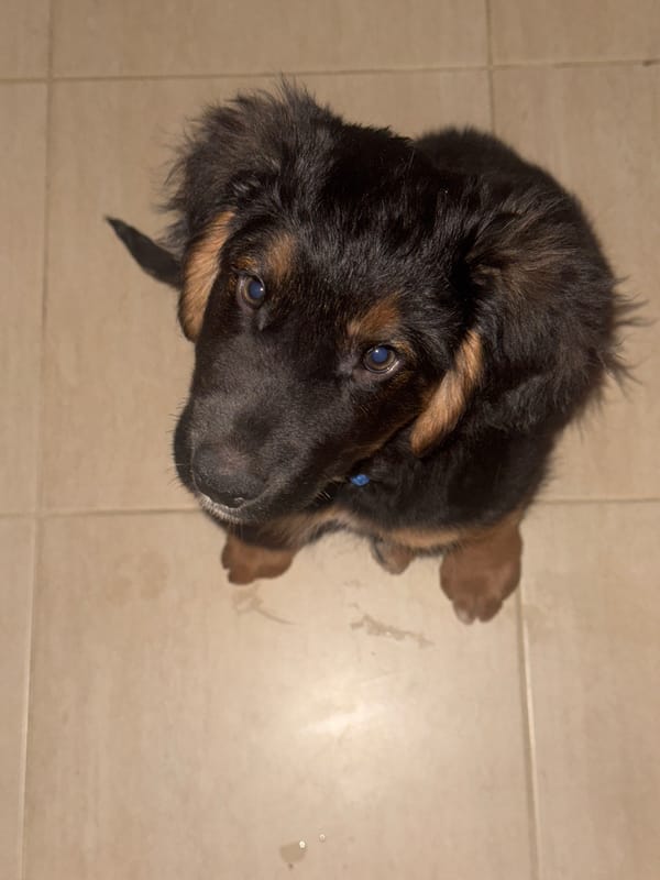 German Shepherd puppy photographed indoors in Budva, Montenegro