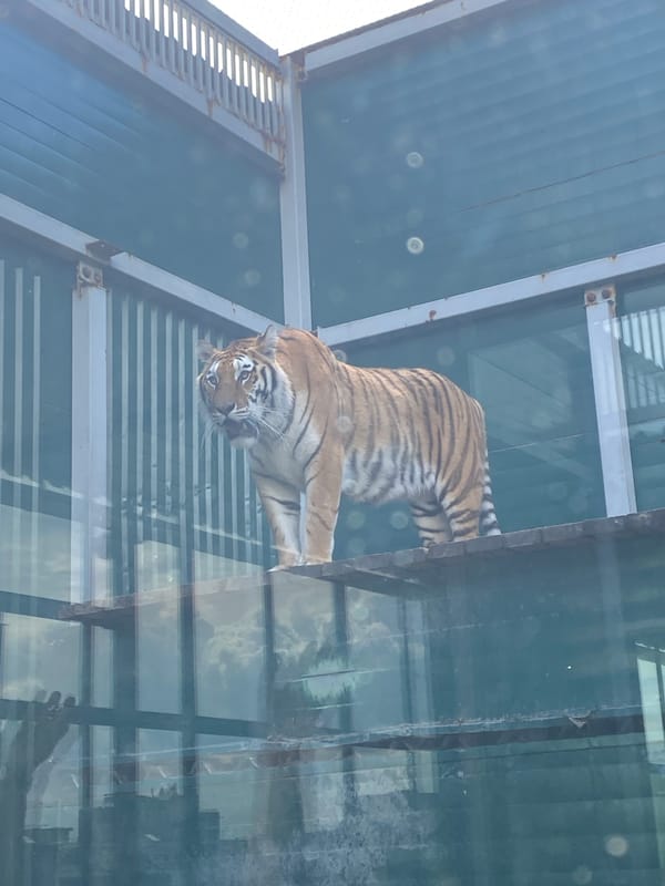 Zoo visit documented in Irkutsk, Russia shows diverse wildlife