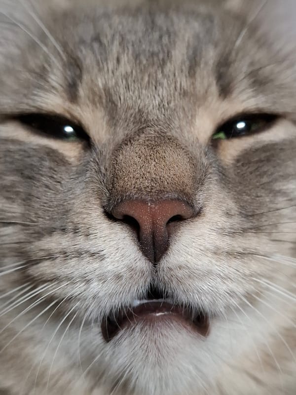 Gray tabby cat photographed extensively in Novi Sad apartment