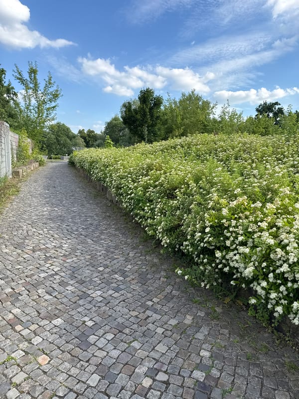 Cobblestone path through a flowering park in Rathenow