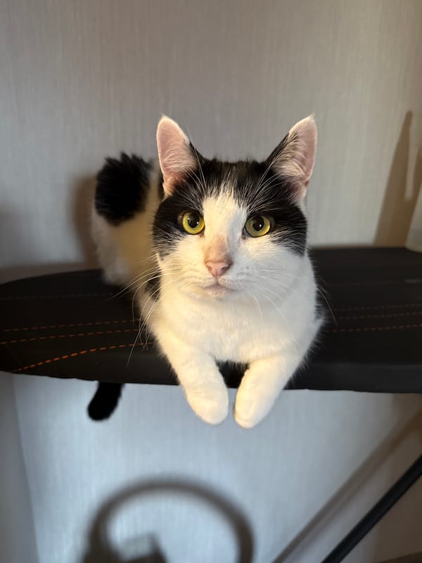 Tuxedo cat displays curious expression while looking upward