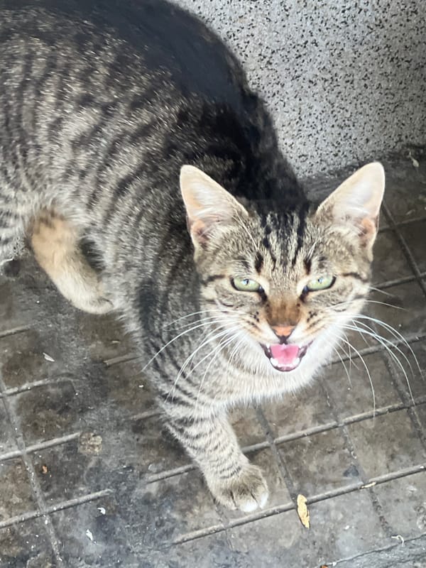 Tabby cat spotted on walkway in Markovo, Bulgaria